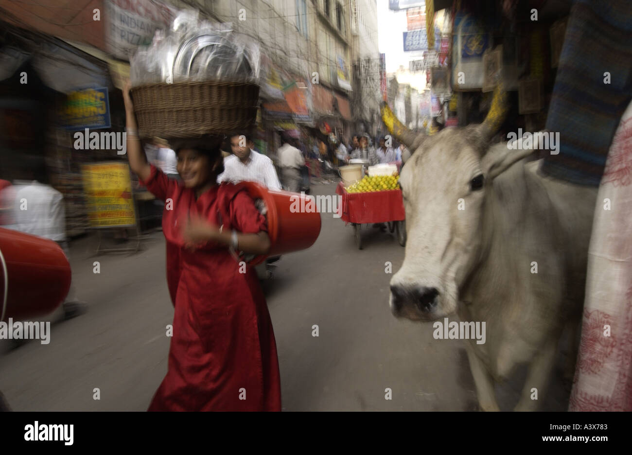 Indien heilige Kuh in Dehli Straße, Foto von Bruce Miller Stockfoto