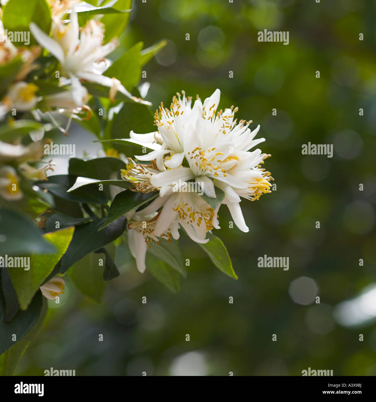 Citrus Aurantium Chinotto oder Myrtle-Blatt saure Orange Stockfoto