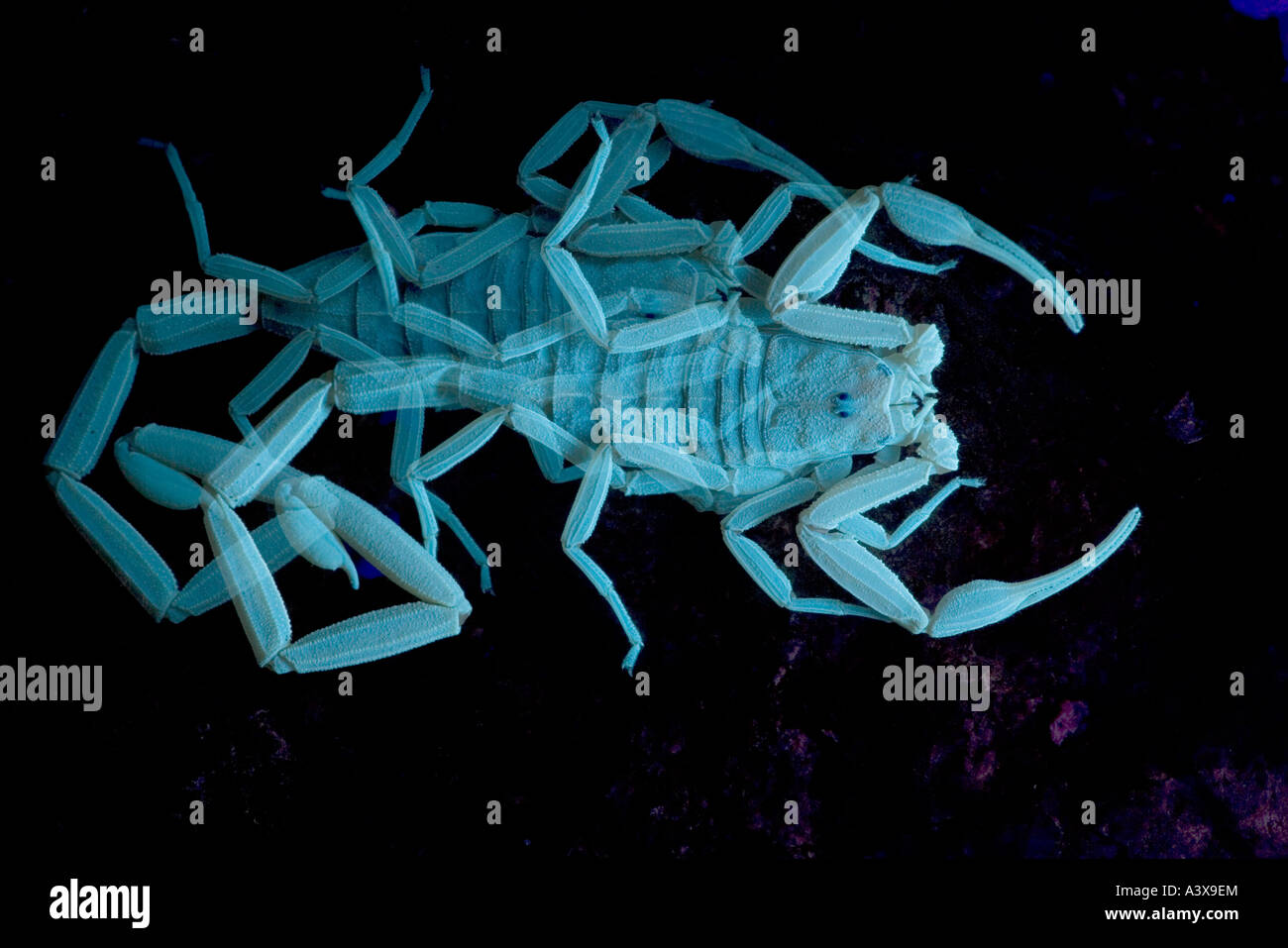 Bark Scorpion Centruroides Exilicauda Bilder aus dem Monat unter UV-Licht Arizona USA Stockfoto