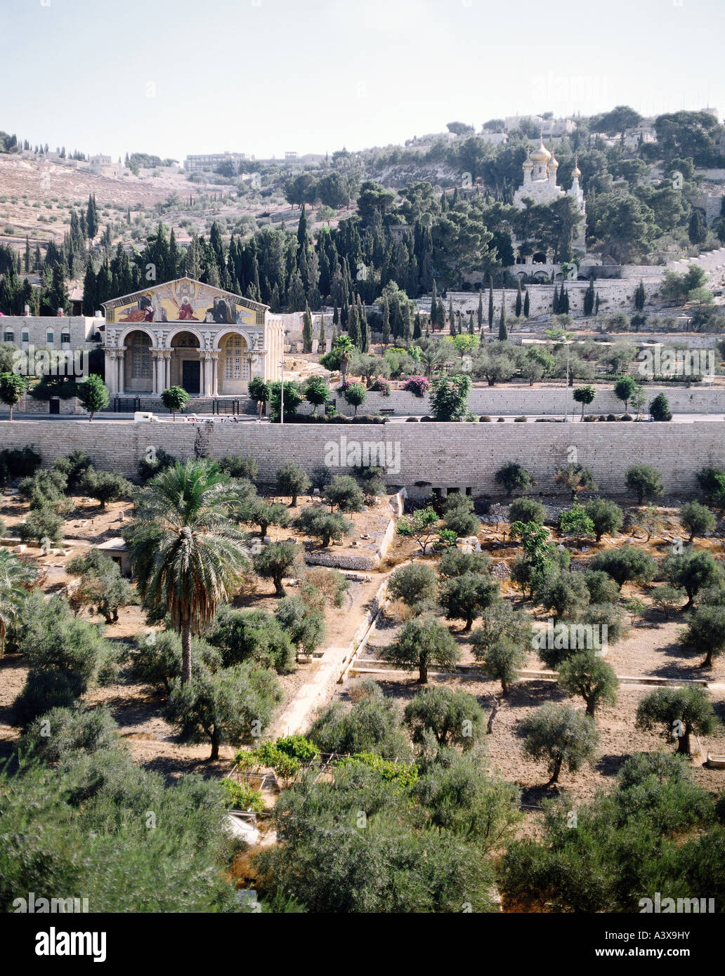lberg Gethsemane und die Olivenbume von Gethsemane. "In den Wald, mein  Meister". 1920, Jerusalem, Israel Stockfotografie - Alamy