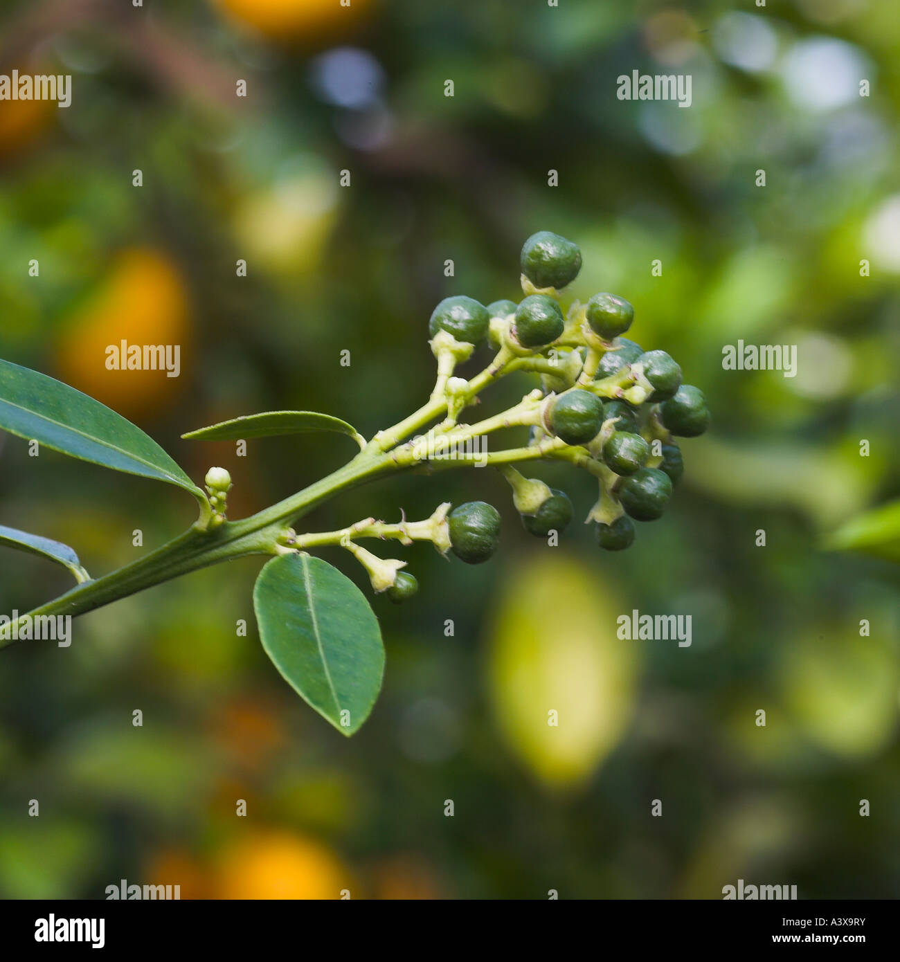 Citrus Reticulata Kinokuni Mandarin kleine Früchte am Zweig Stockfoto