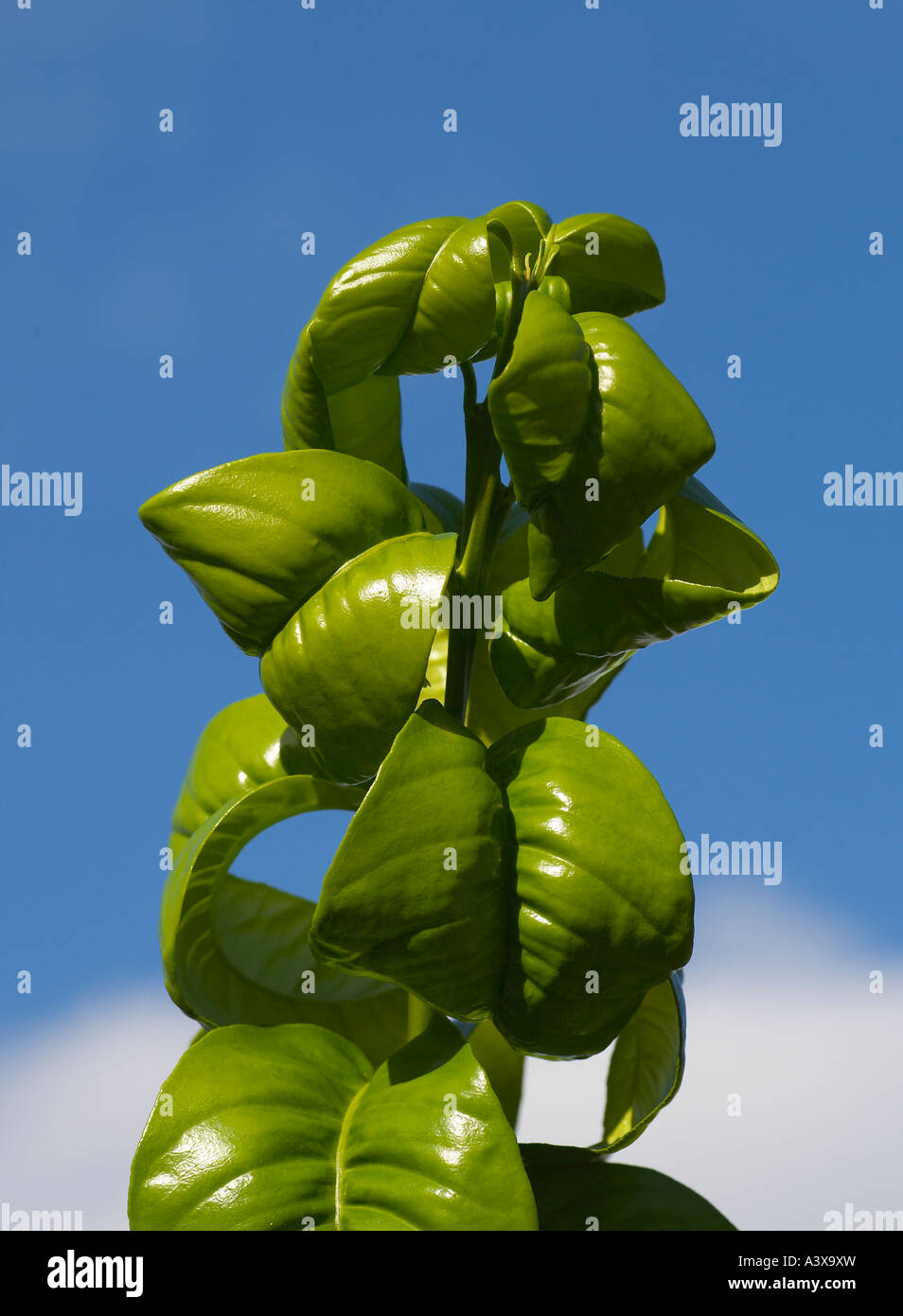Citrus Aurantium Bouquet de Fleur saure Orange leafs gegen blauen Himmel Quelle von Neroli Öl verwendet in vielen Parfüms Stockfoto