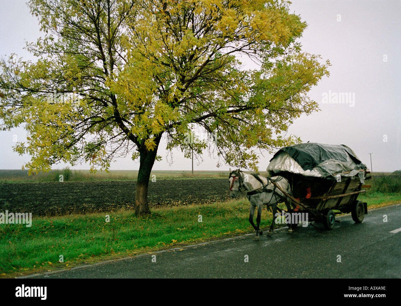 Zigeunerwagen unterwegs Rumänien Stockfoto