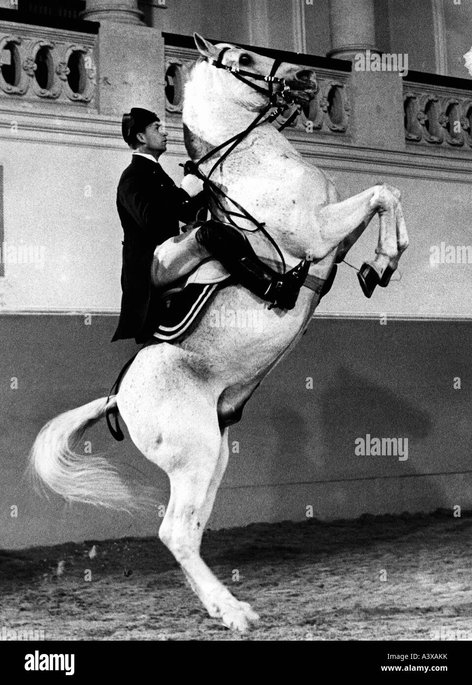Geographie/Reisen, Österreich, Wien, Gebäude, Spanische Hofreitschule, Lippizaner und Fahrer in Aktion, 1960er Jahre, Stockfoto