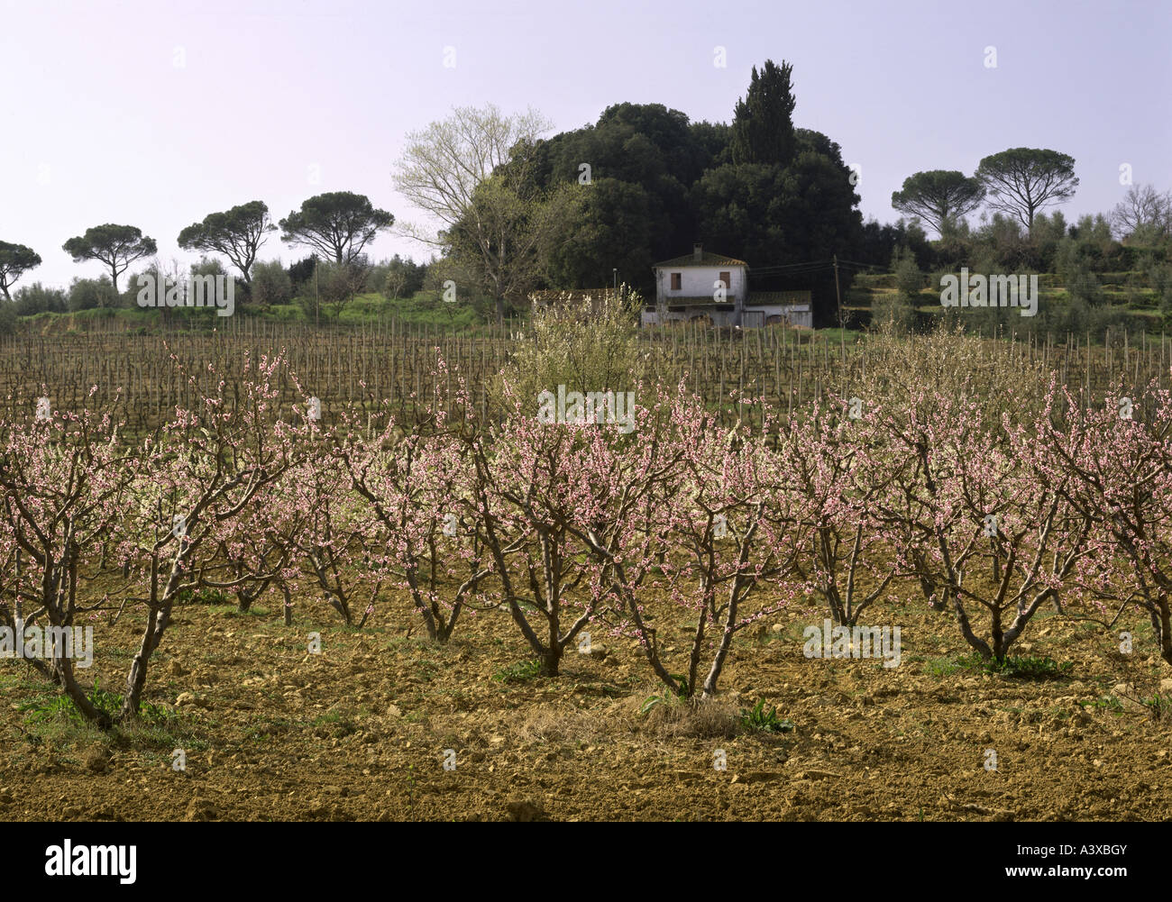 Geographie/Reisen, Italien, Toskana, Landschaften, Mandelblüte in Pisa Provinz, Europa, Landschaft, Bäume, Mandeln, Blüte, Blüte Stockfoto