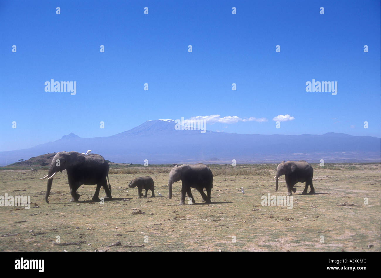 Elefanten Familie Gruppe von Weibchen und Kälber verschieben über die Prärie der Amboseli Nationalpark Kenia in Ostafrika Stockfoto