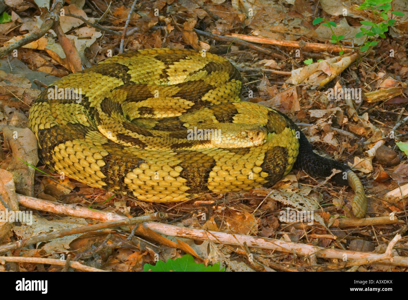 HolzKlapperschlangen Crotalus Horridus Jagd im Hinterhalt Haltung New