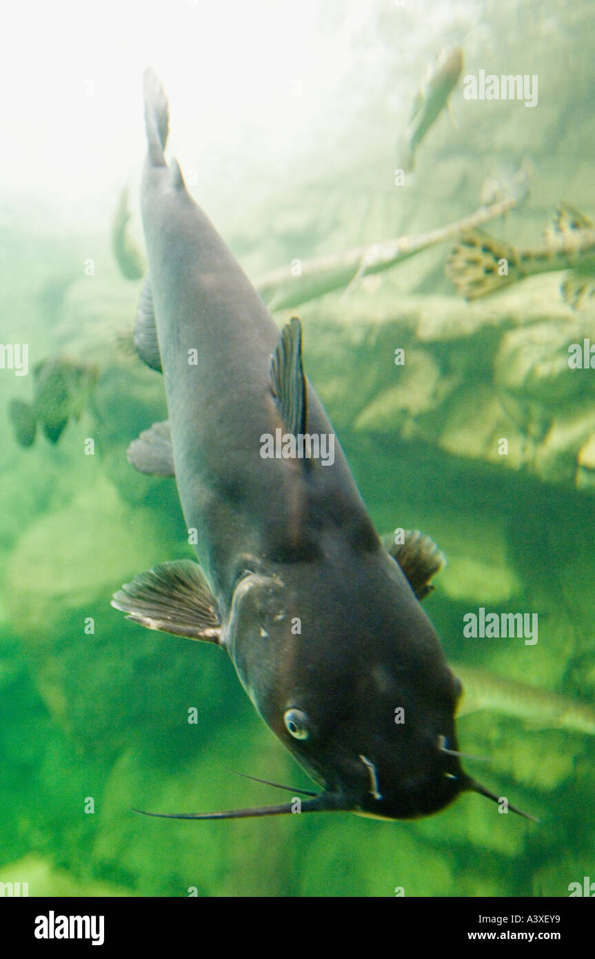 Blau-Wels Ictalurus Furcatus im Bass Pro Shops Fish Tank Clarksville Indiana Stockfoto