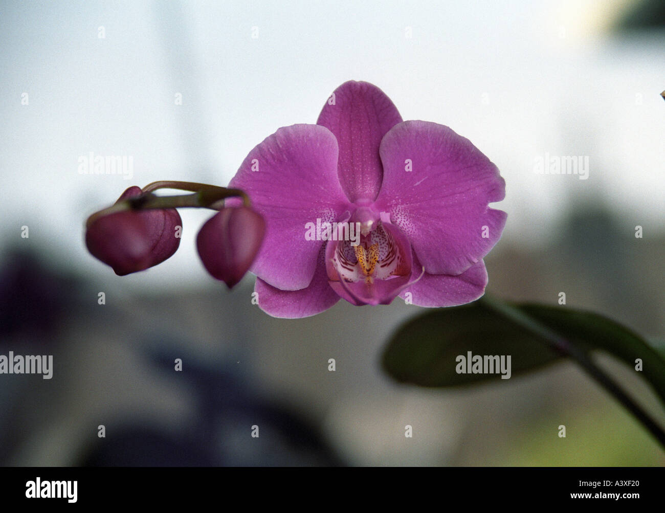 Orchidea 3 Stockfoto
