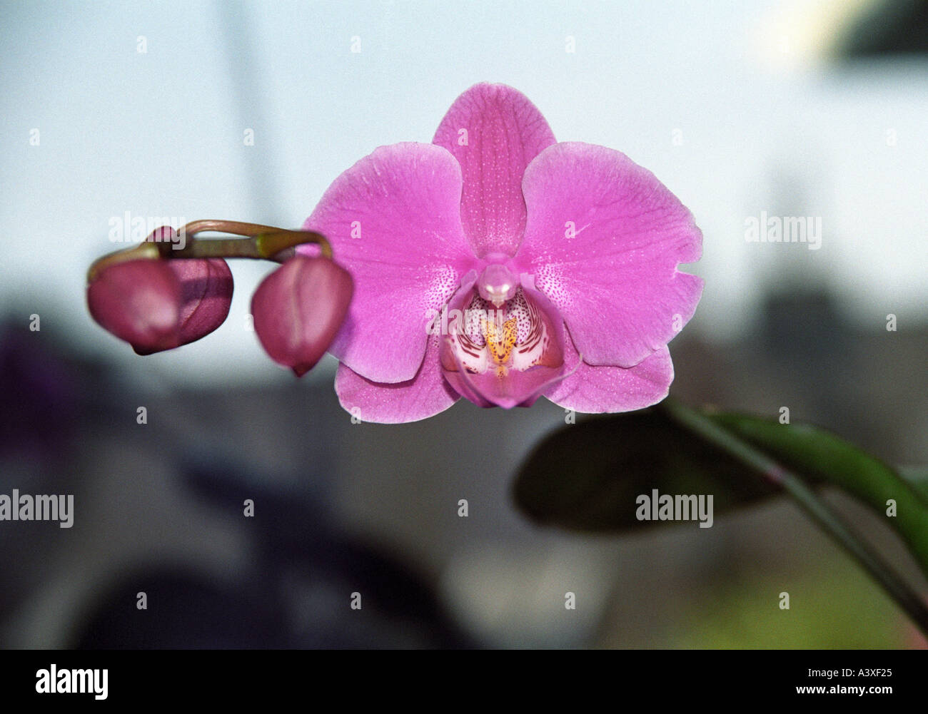 Orchidea 4 Stockfoto