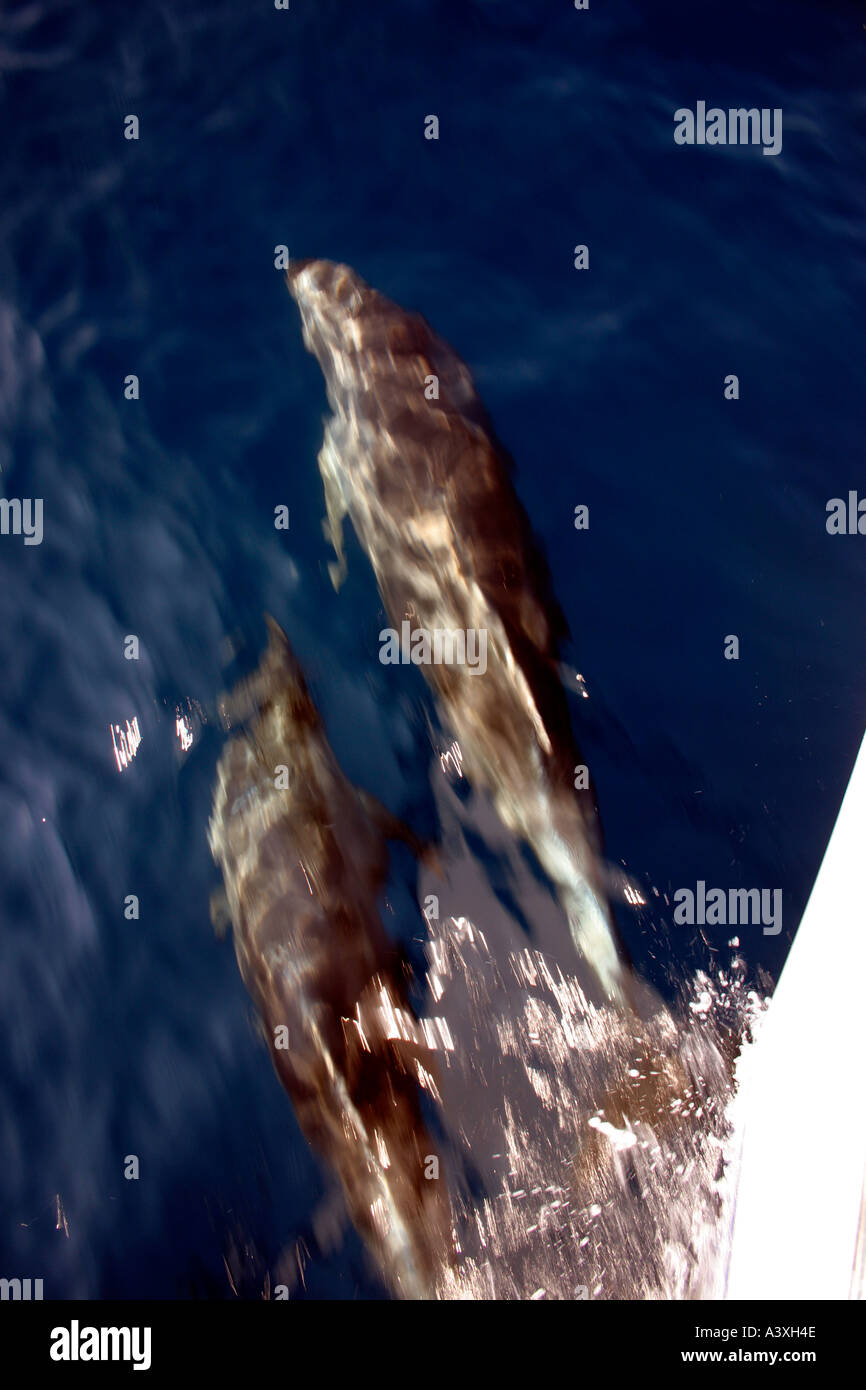 Delfine in der Bugwelle eines Bootes Stockfoto