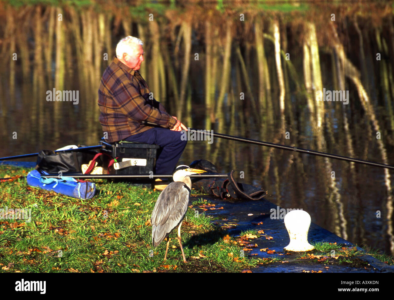 Fischer und Reiher, der Fluss-Weber, in der Nähe von Winsford, Cheshire, England, UK Stockfoto