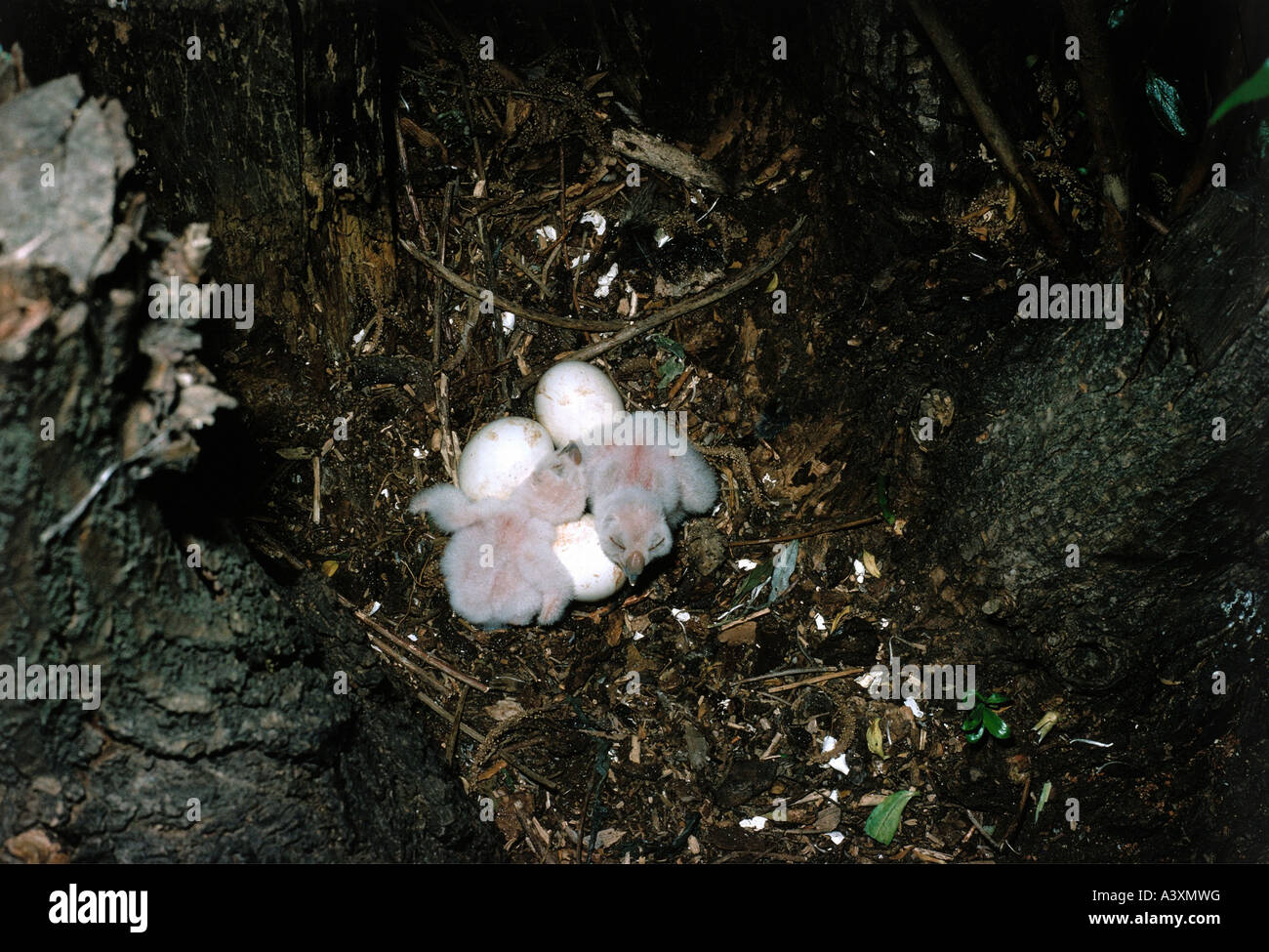 Zoologie / Tiere, Vogelgrippe / Vogel, Waldohreule, (Asio Otus), zwei jungen und drei Eiern im Nest, Neusiedler See, Vertrieb: Eur Stockfoto