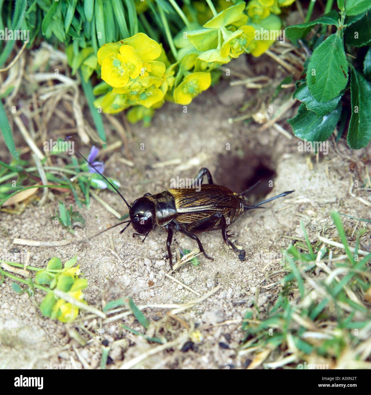 Zoologie / Tiere, Insekten, Heuschrecken, Field Cricket (Gryllus Campestris), weibliche Heuschrecke vor Boden Loch, close-up, Distri Stockfoto