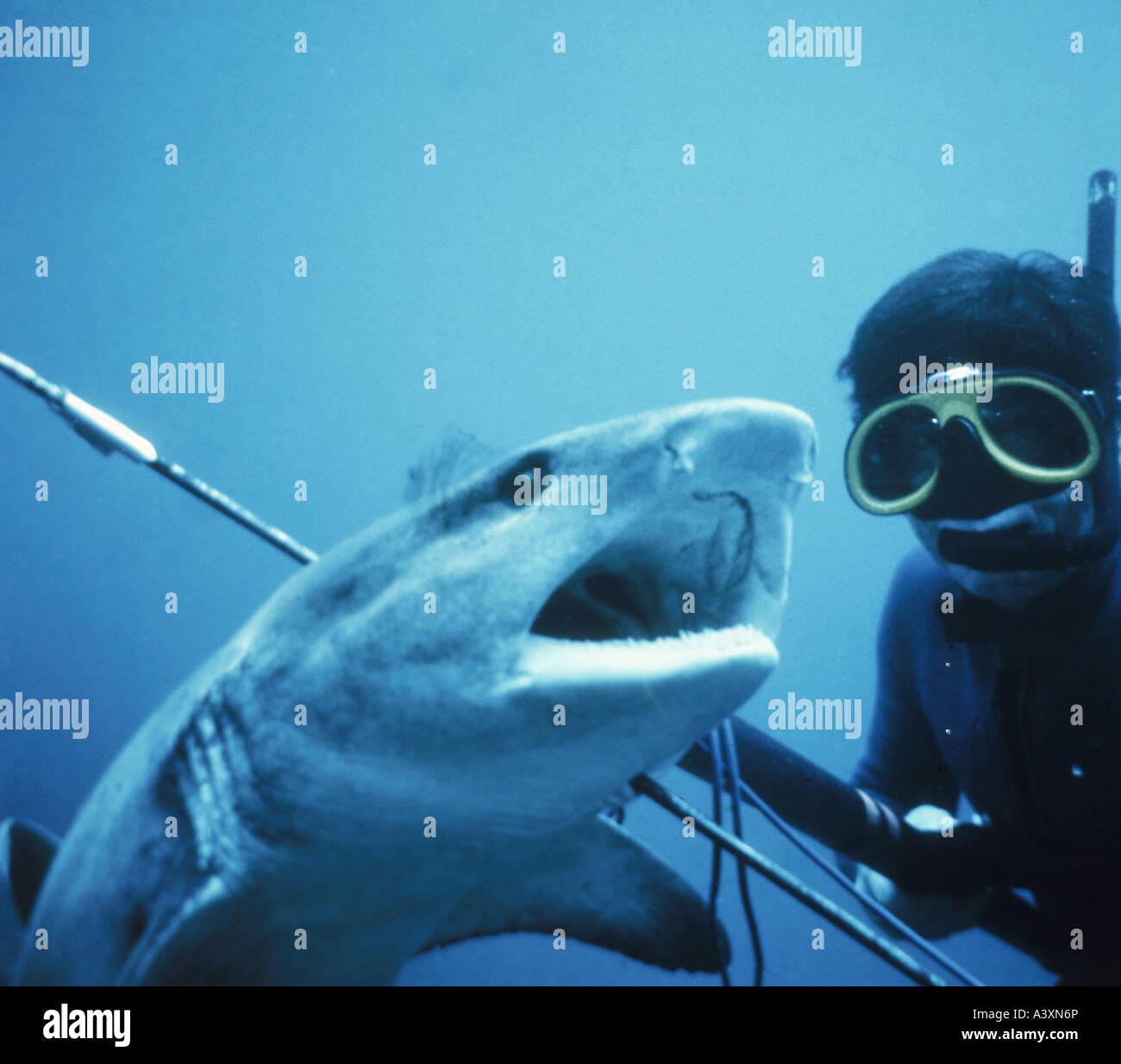 Zoologie  Tiere, Fische, Haie, Weißspitzen-Riffhai (Triaenodon Obesus),  Taucher mit Harpune, Vertrieb: Indo-Pazifik Stockfotografie - Alamy