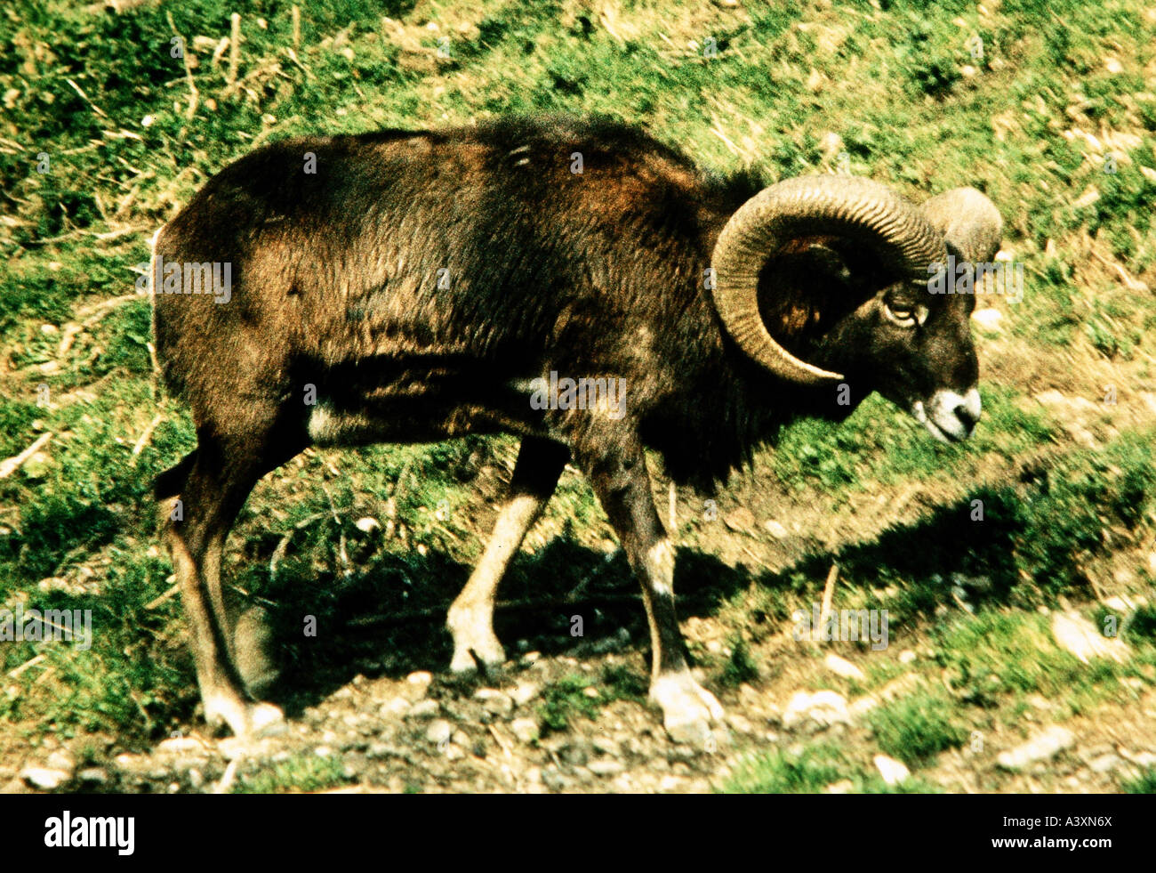 Zoologie / Tiere, Säugetier / Säugetier, Schafe (Ovis), Mufflon, (Ovis Ammon Musimon), Vertrieb: Korsika, Sardinien, Niederlande Stockfoto