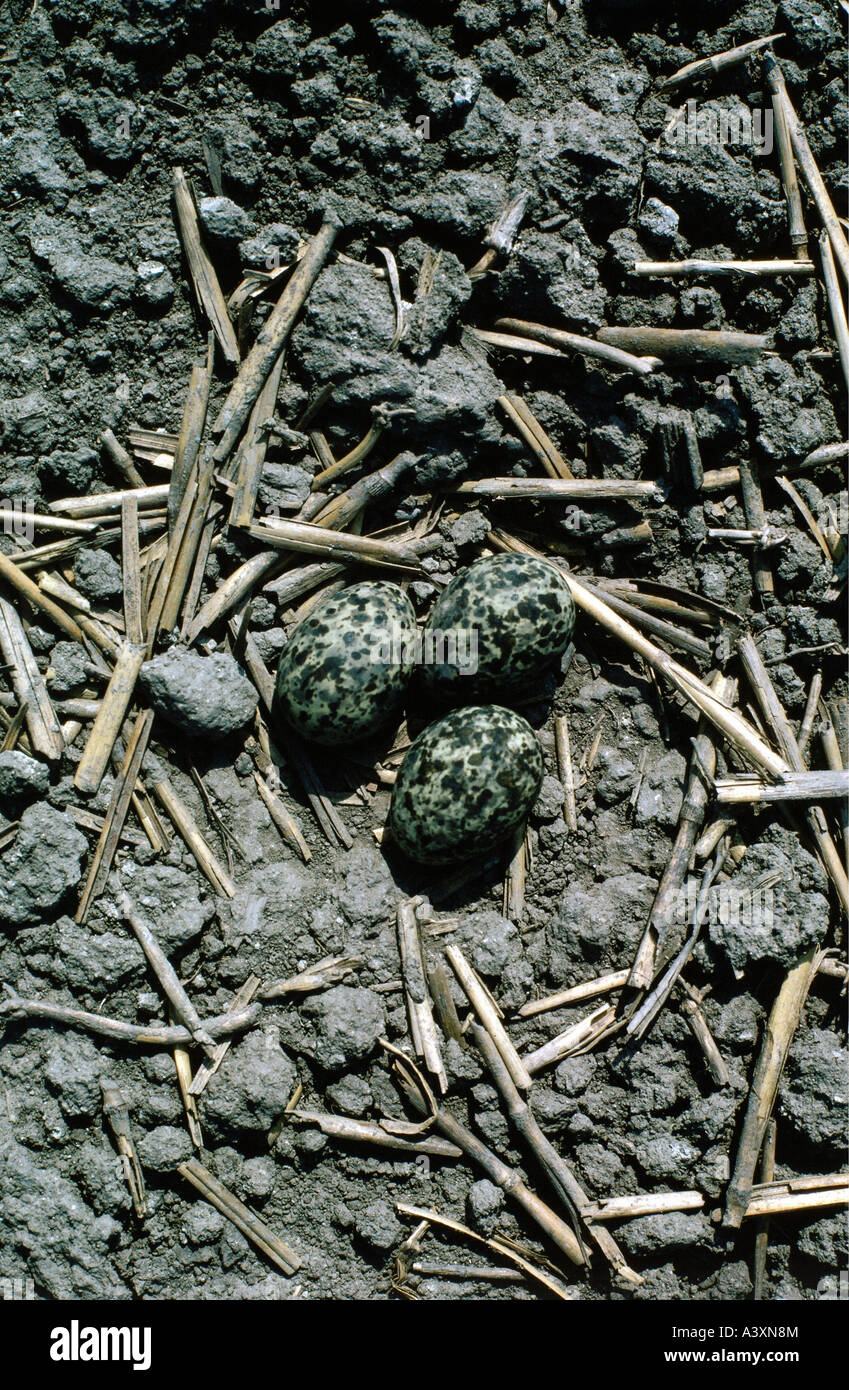 Zoologie / Tiere, Vogelgrippe / Vogel, Halsband Brachschwalbe, (Glareola Pratincola), drei Eiern im Nest, Ungarn, Nationalpark Hortobagy Stockfoto