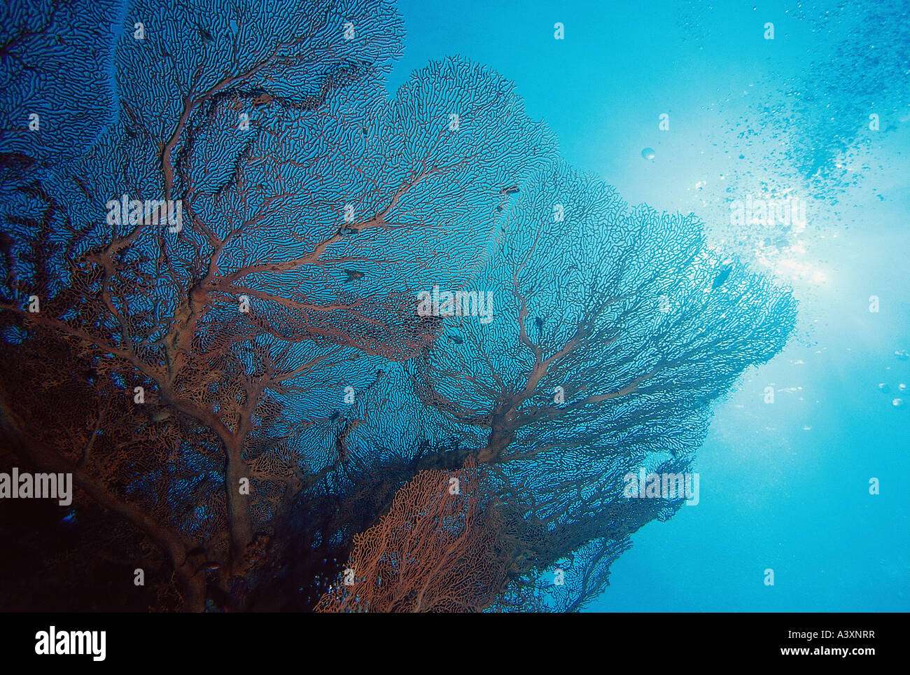 Zoologie / Tiere, Hautverletzungen, riesige Gorgonien Coral, (Subergorgia Hicksoni), am Felsen unter Wasser geschossen, Vertrieb: Indo-Pazifik Stockfoto