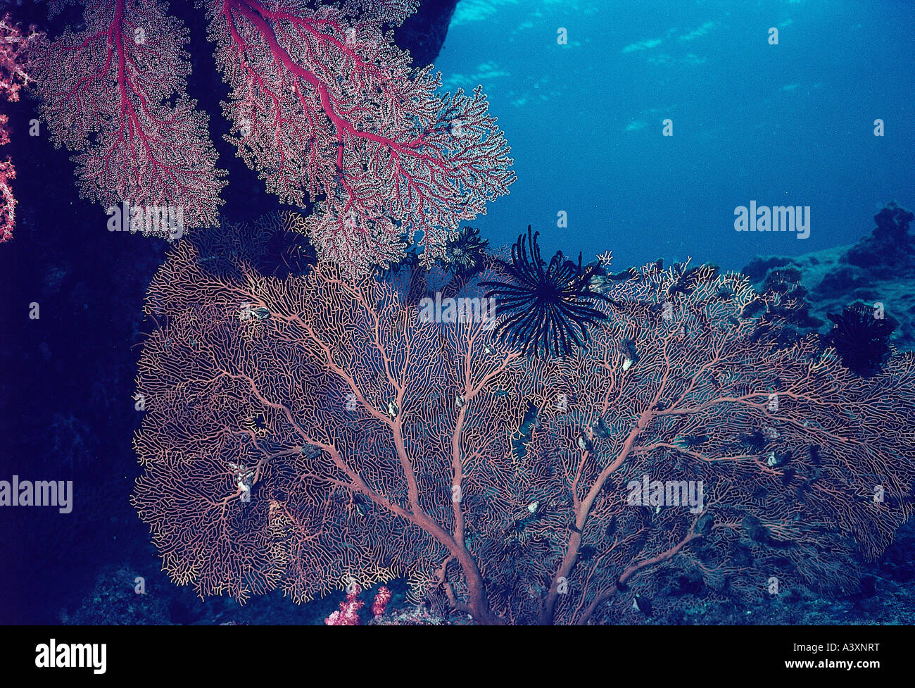 Zoologie / Tiere, Hautverletzungen, riesige Gorgonien Coral, (Supergorgia Hicksoni), am Felsen unter Wasser geschossen, Vertrieb: Indo-Pazifik Stockfoto