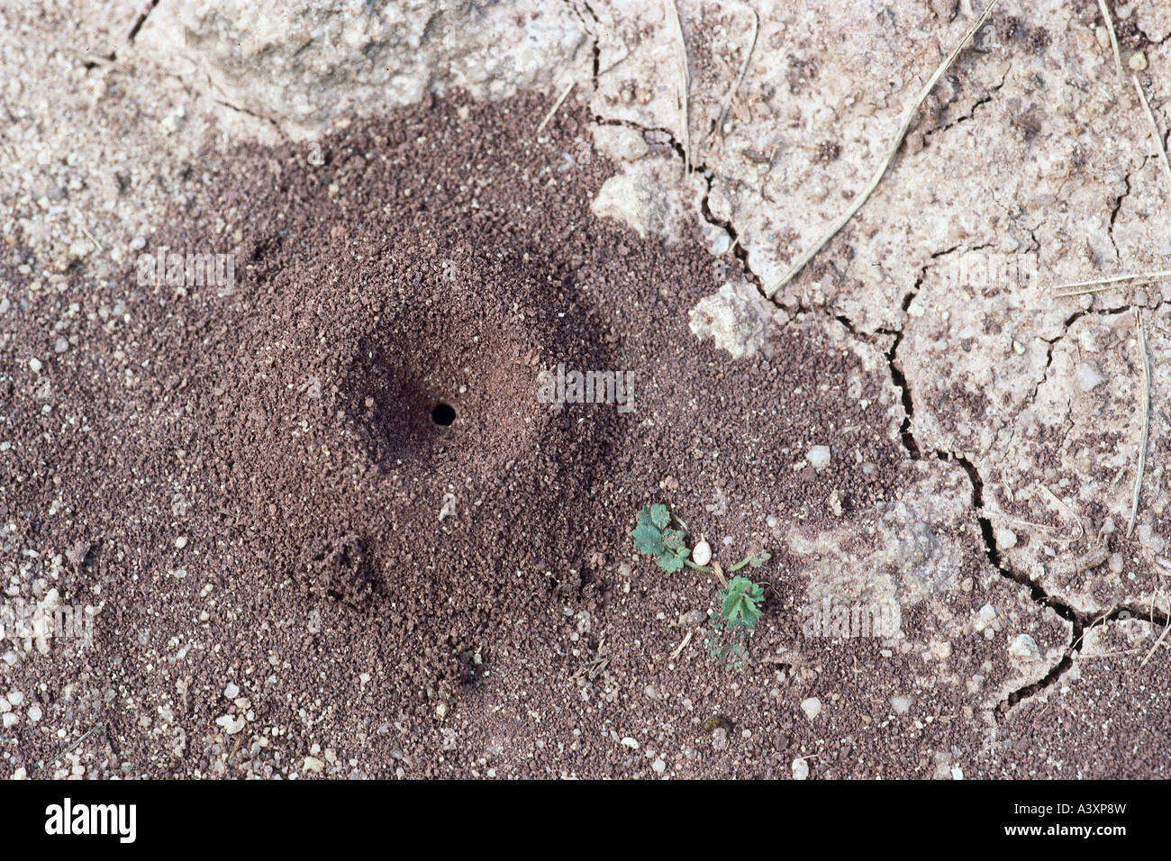 Zoologie / Tiere, Insekten, Bienen, Panurgus Calcaratus, Teil des Nestes, Erdloch, Vertrieb: Europa, Apidae, Doline, Biene, Pan Stockfoto