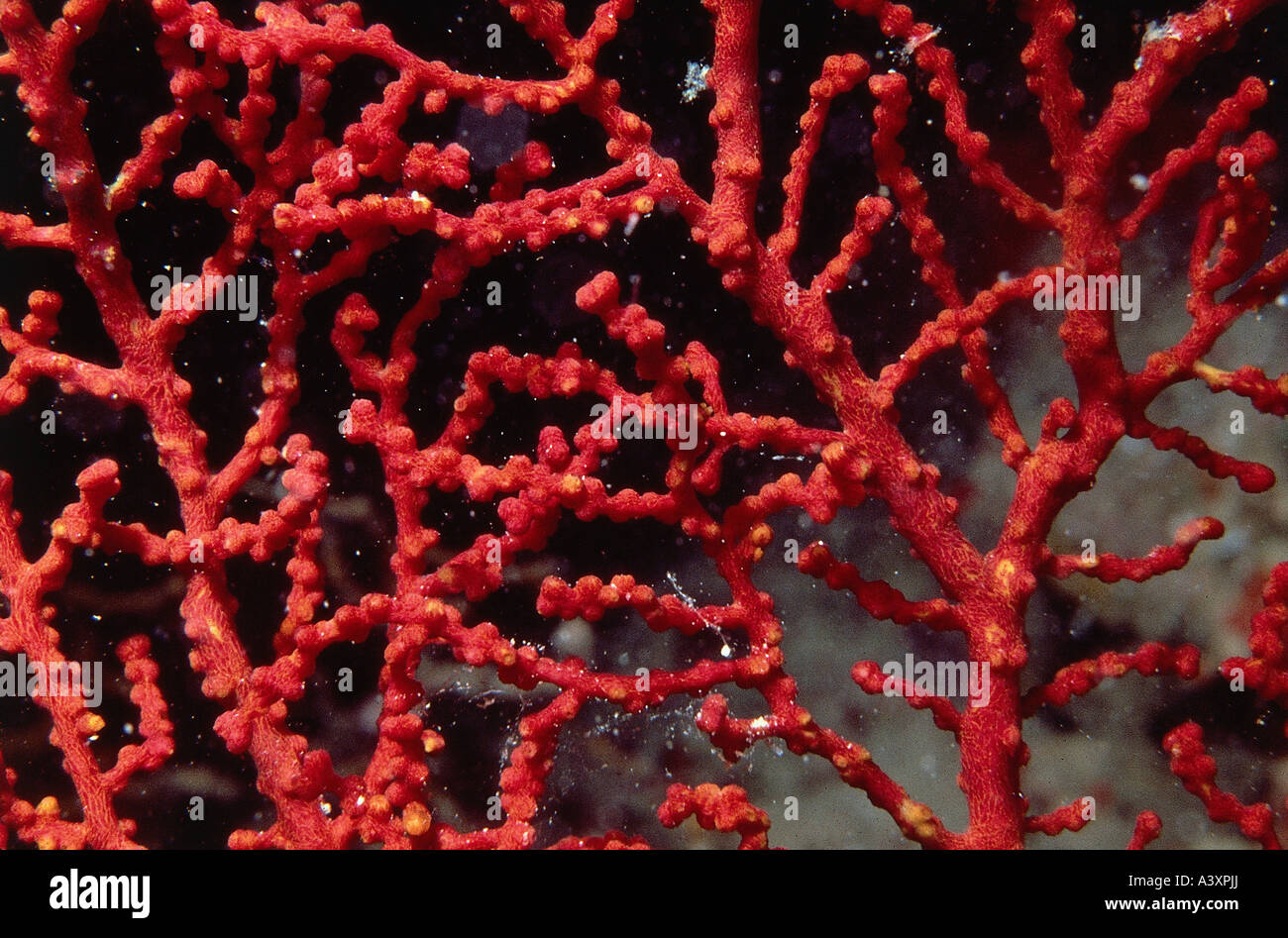 Zoologie / Tiere, Hautverletzungen, rote Koralle (Corallium Rubrum), unter Wasser geschossen, Vertrieb: Mittelmeer, Tier, Anthozoa, Stockfoto