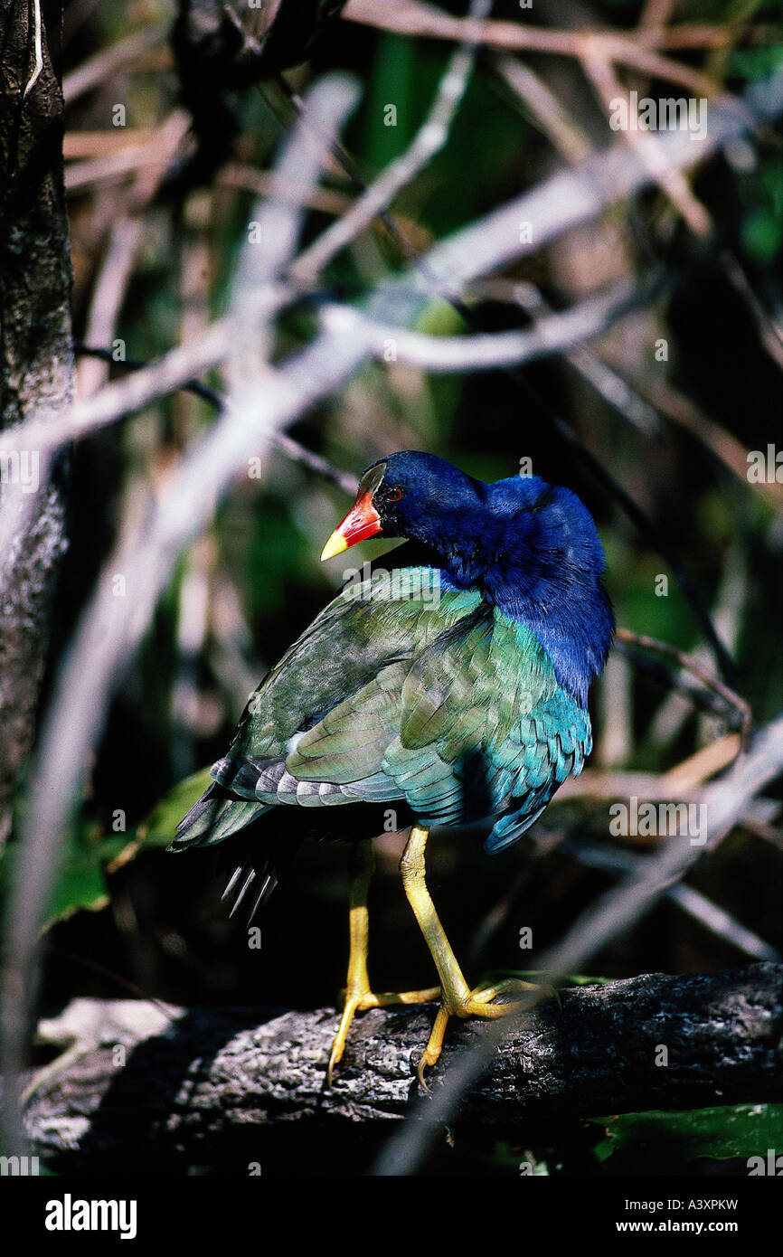 Zoologie / Tiere, Vogelgrippe / Vögel, amerikanische lila Gallinule (Porphyrula Martinica), stehend auf Ast, Everglades, Florida, USA Stockfoto