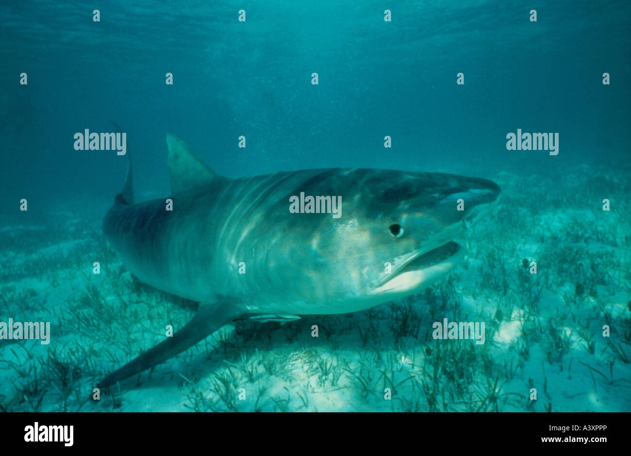Zoologie / Tiere, Fische, Haie, Tigerhai (Galeocerdo Cuvieri), am Meer unten, Bahamas, Shark, Boden, Raubtier, Stockfoto