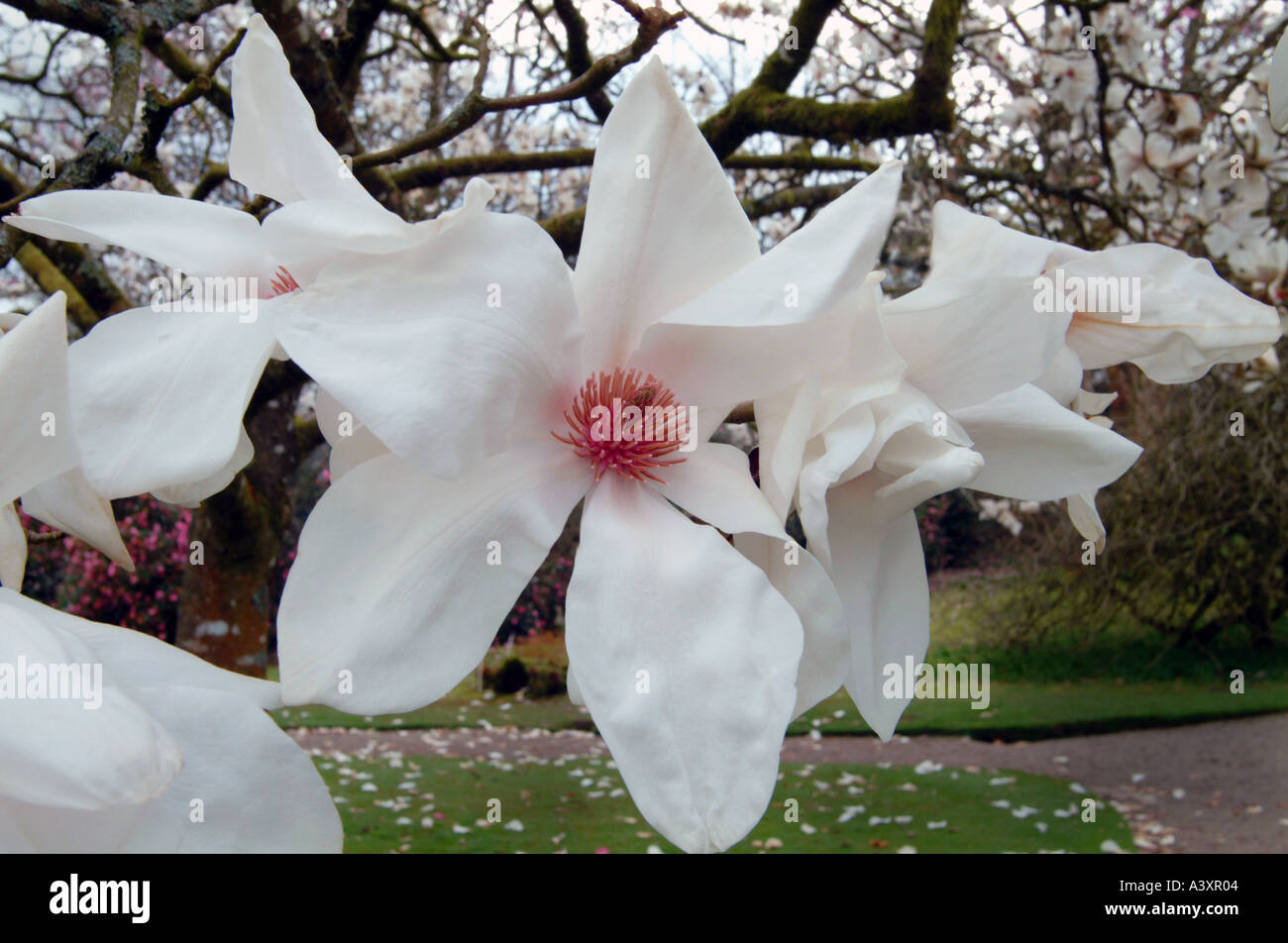 Magnolia Albatros Blütenkopf hautnah an Ort und Stelle auf Baum im Garten Stockfoto