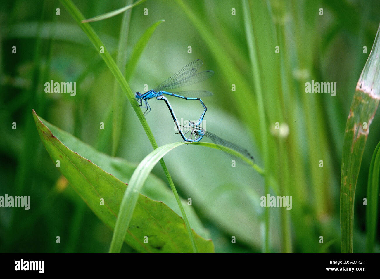 Zoologie / Tiere, Insekten, Libellen, Azure Damselfly (Coenagrion Puella), Paarung Libellen am Grashalm, Vertrieb: Stockfoto