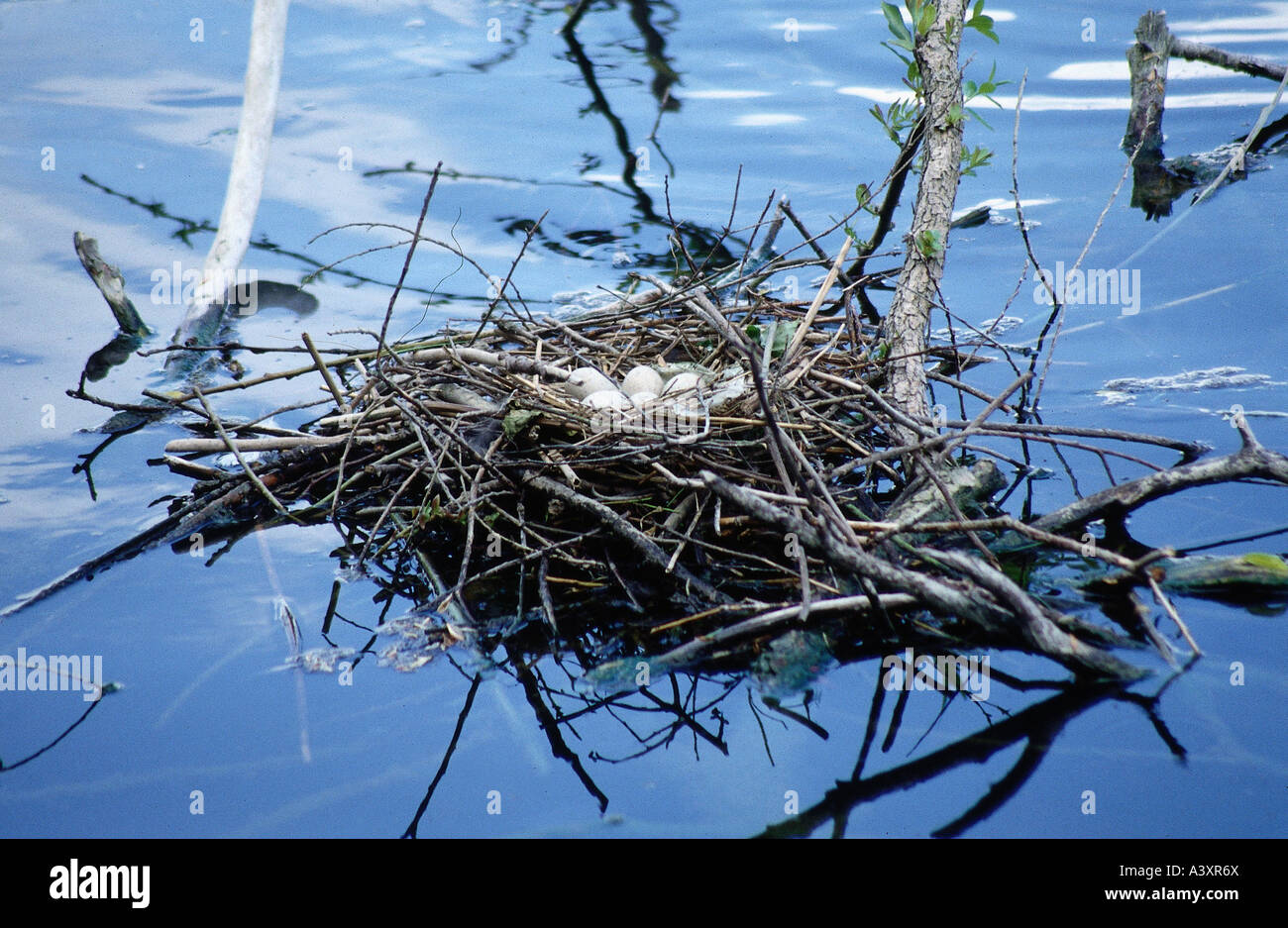 Zoologie / Tiere, Vogelgrippe / Vögel, eurasische Wasserhuhn, (Fulica Atra), mehrere Eizellen im Nest im Wasser, Vertrieb: Eurasien, nördlichen A Stockfoto