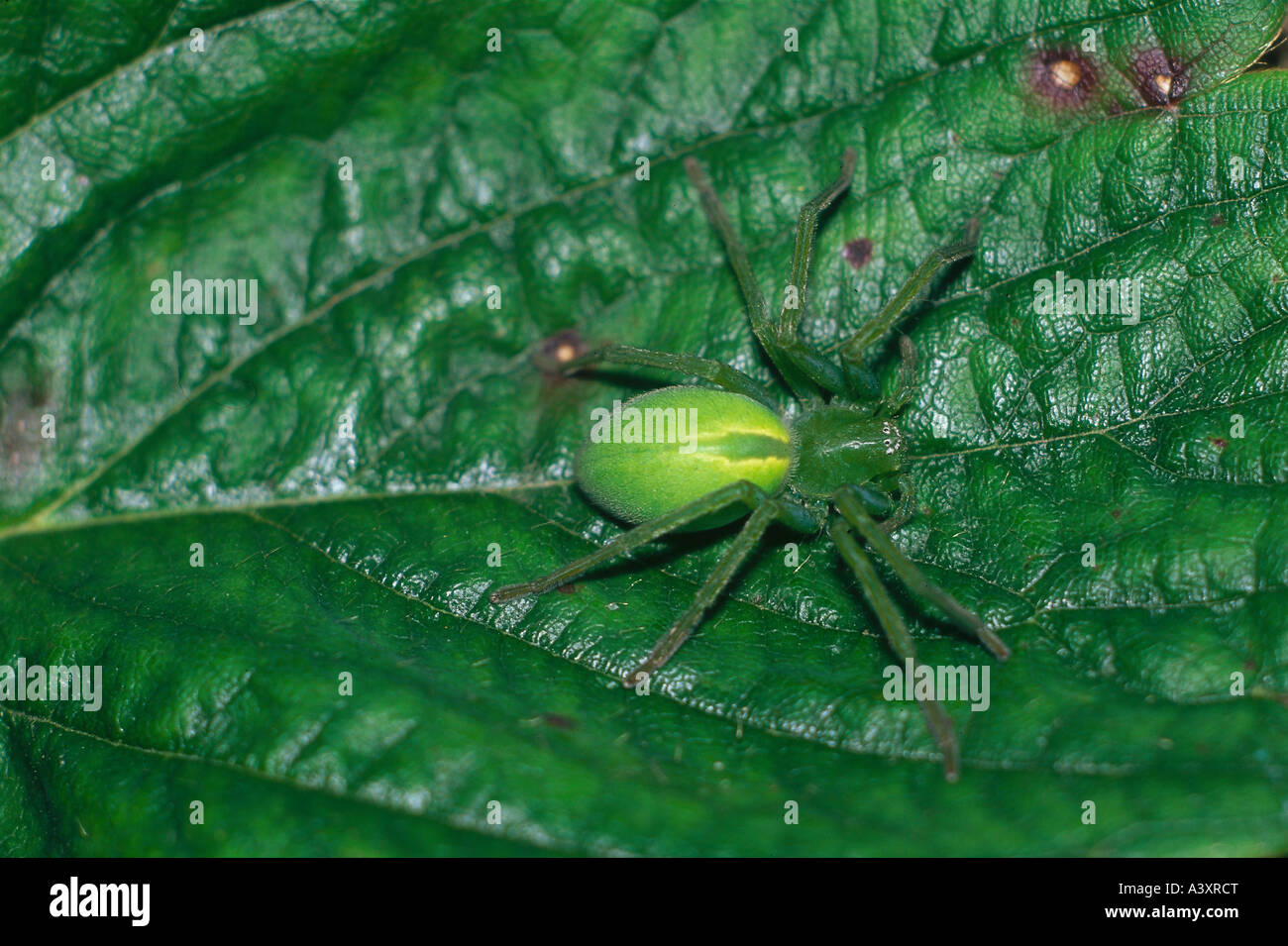 Zoologie / Tiere, Arachnid, Spinnen, grüne Huntsman Spider, (Micrommata Virescens), weibliche Spinne auf Blatt, Vertrieb: Europa Stockfoto