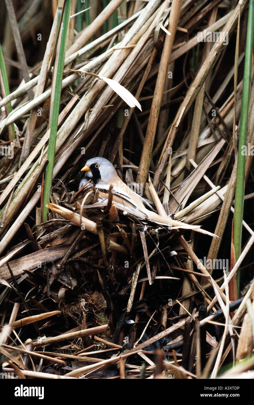 Zoologie / Tiere, Vogelgrippe / Vogel, bärtigen Tit, (Panurus Biarmicus), sitzt im Nest, Regal, Vertrieb: Eurasien, bärtigen Reedli Stockfoto