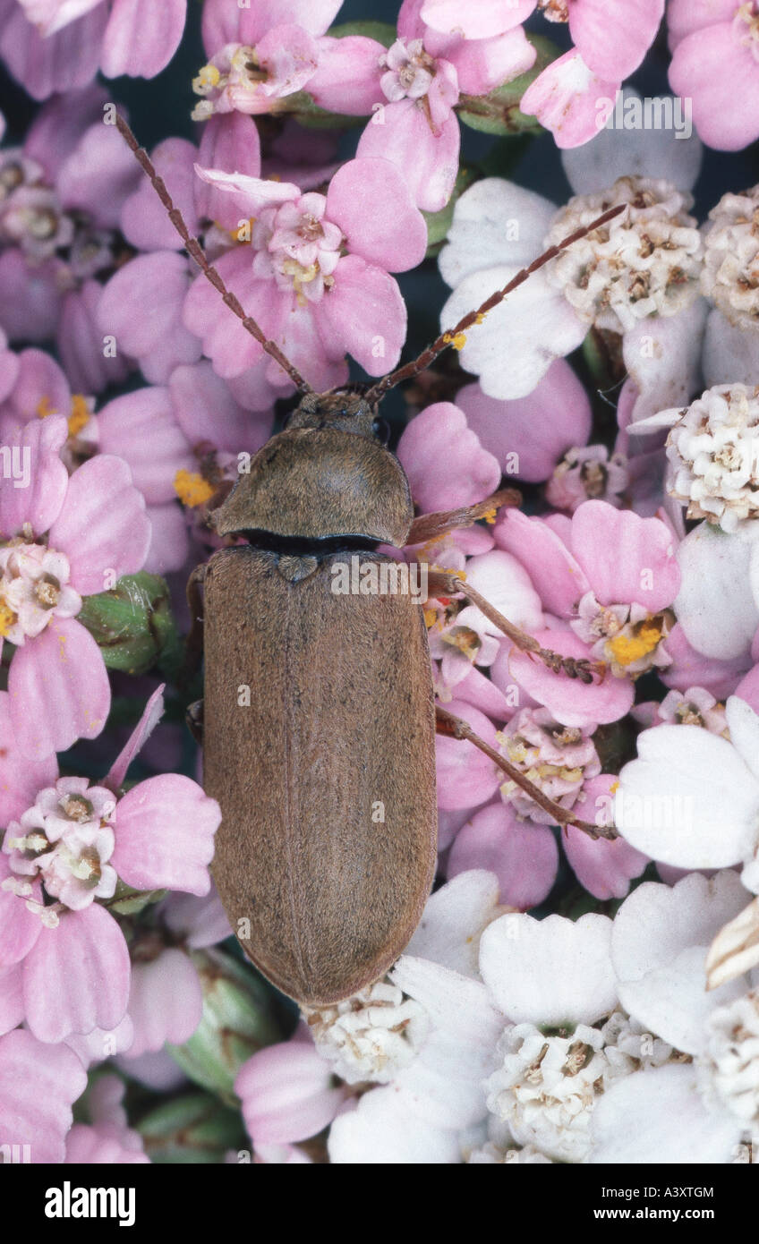 weichhäutigen Pflanze Käfer (Dascillus Cervinus), imago Stockfoto