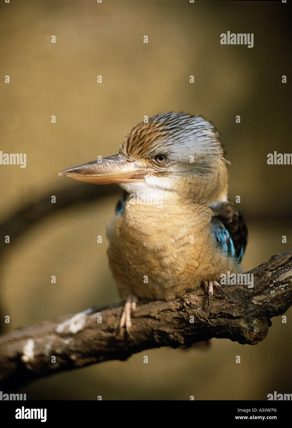 Zoologie / Tiere, Vogelgrippe / Vögel, Blue-winged Kookaburra (Dacelo Leachii), sitzen auf Zweig, Nahaufnahme, Verbreitung: Australien Stockfoto
