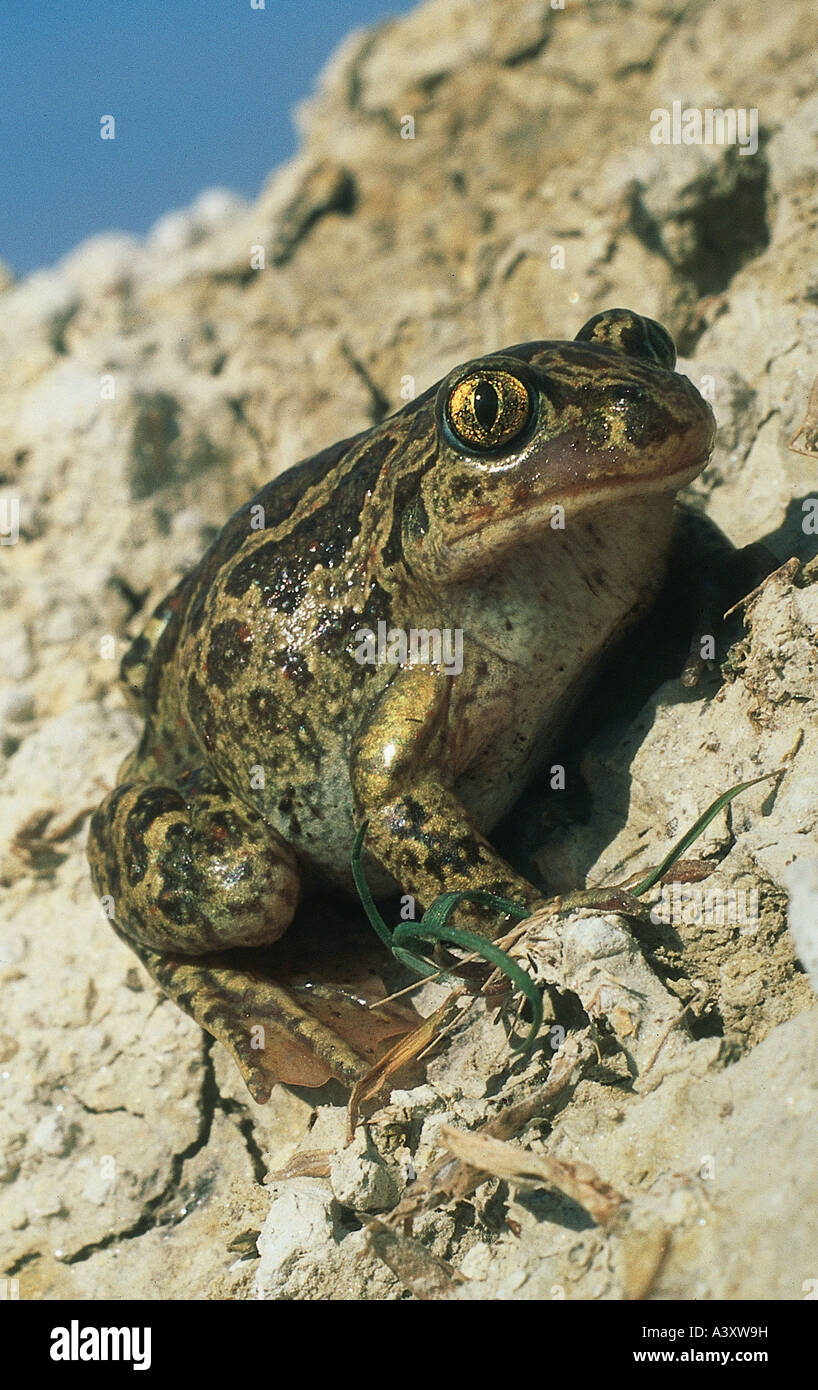 Zoologie / Tiere, Amphibien, Kröten, gemeinsame katzenähnliche (Pelobates Fuscus), sitzen auf felsigen Boden, Vertrieb: Central und E Stockfoto