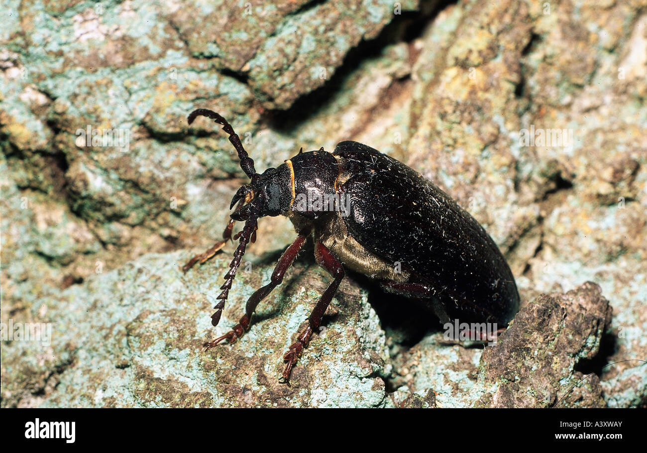 Zoologie / Tiere, Insekten, Käfer, Sägen Unterstützung Käfer, (Prionus Coriarius), weibliche auf Stein, Verteilung: Paleaaarctic, Col Stockfoto