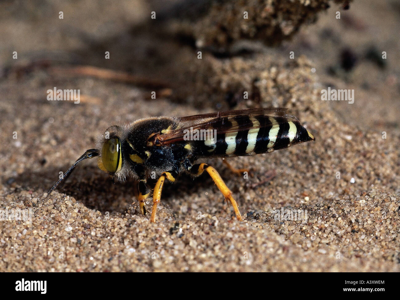 Zoologie / Tiere, Insekten, Wespen, Bembiks Rostrata, auf Sand, Boden, Vertrieb: Europa, Wespe, Insekt, Tier, Stockfoto