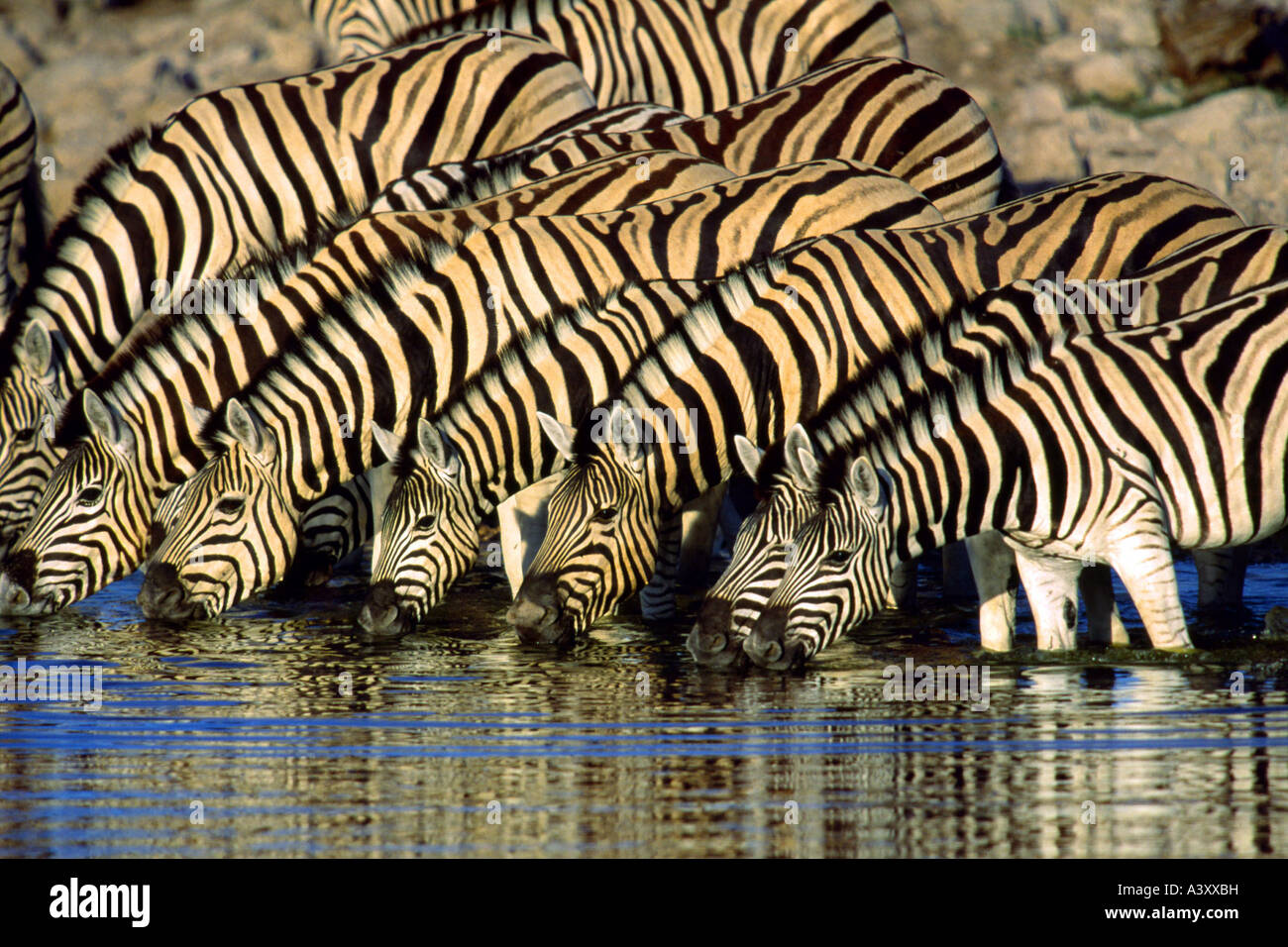 Gemeinsamen Zebra (Equus Quagga), trinken am Wasserloch, Namibia, Etosha NP Stockfoto
