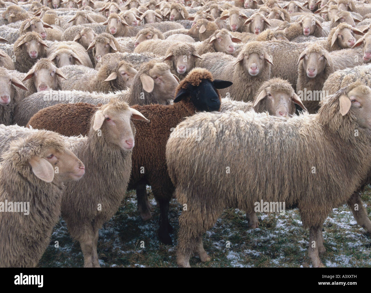 Zoologie / Tiere, Säugetier / Säugetier, Schafe (Ovis), Skudde, Herde von Schafen, schwarze Schafe in der Mitte, Lichtenfels, Distributionskapazitäten Stockfoto