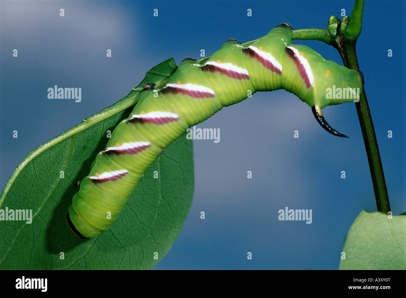 philodendron majesty Philodendron Majesty