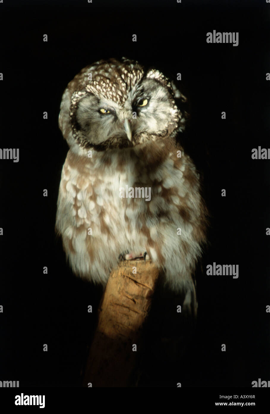 Zoologie / Tiere, Vogelgrippe / Vogel, Rauhfußkauz Eule, (Aegolius Funereus), sitzen auf Balk, frontale Aufnahme, Verteilung: rund um die Nr. Stockfoto