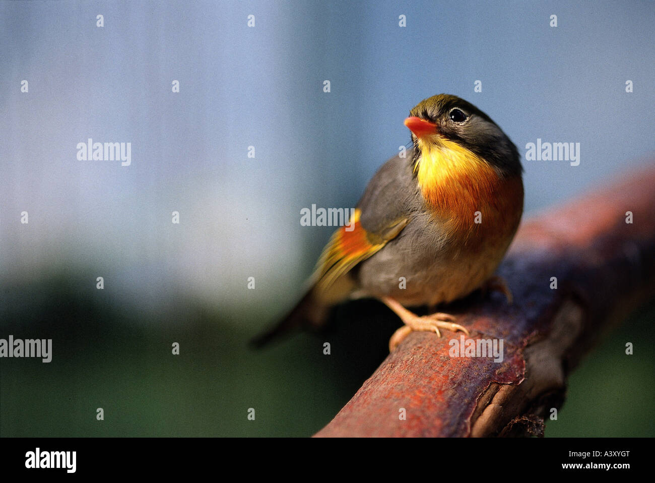 Zoologie / Tiere, Vogelgrippe / Vögel, rot-billed Leiothrix (Leiothrix Lutea), sitzend auf Ast, Vertrieb: Asien, Tier, Vogel, Stockfoto