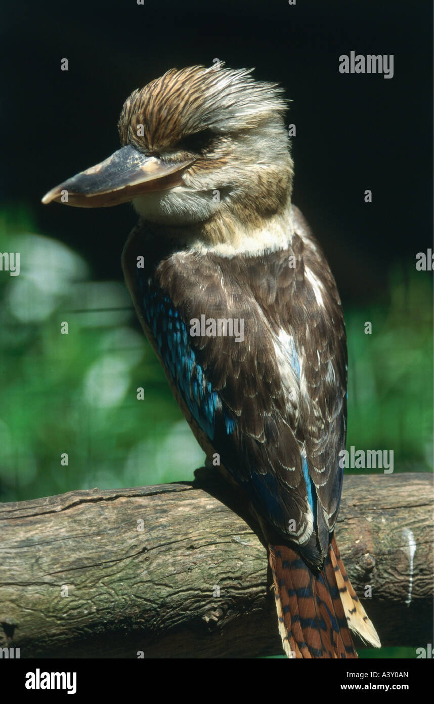 Zoologie / Tiere, Vogelgrippe / Vögel, Laughing Kookaburra (Dacelo Gigas), sitzend auf Ast, Vertrieb: Ost- und Südeuropa Aus Stockfoto