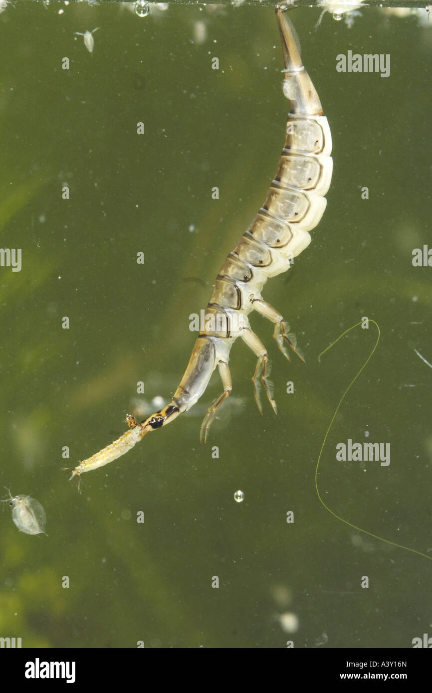 Teich-Käfer, gemeinsame Teich Käfer (Acilius Sulcatus), Larven ernähren sich von Larven ein Wasserkäfer, Deutschland, Bayern, Oberbayern Stockfoto