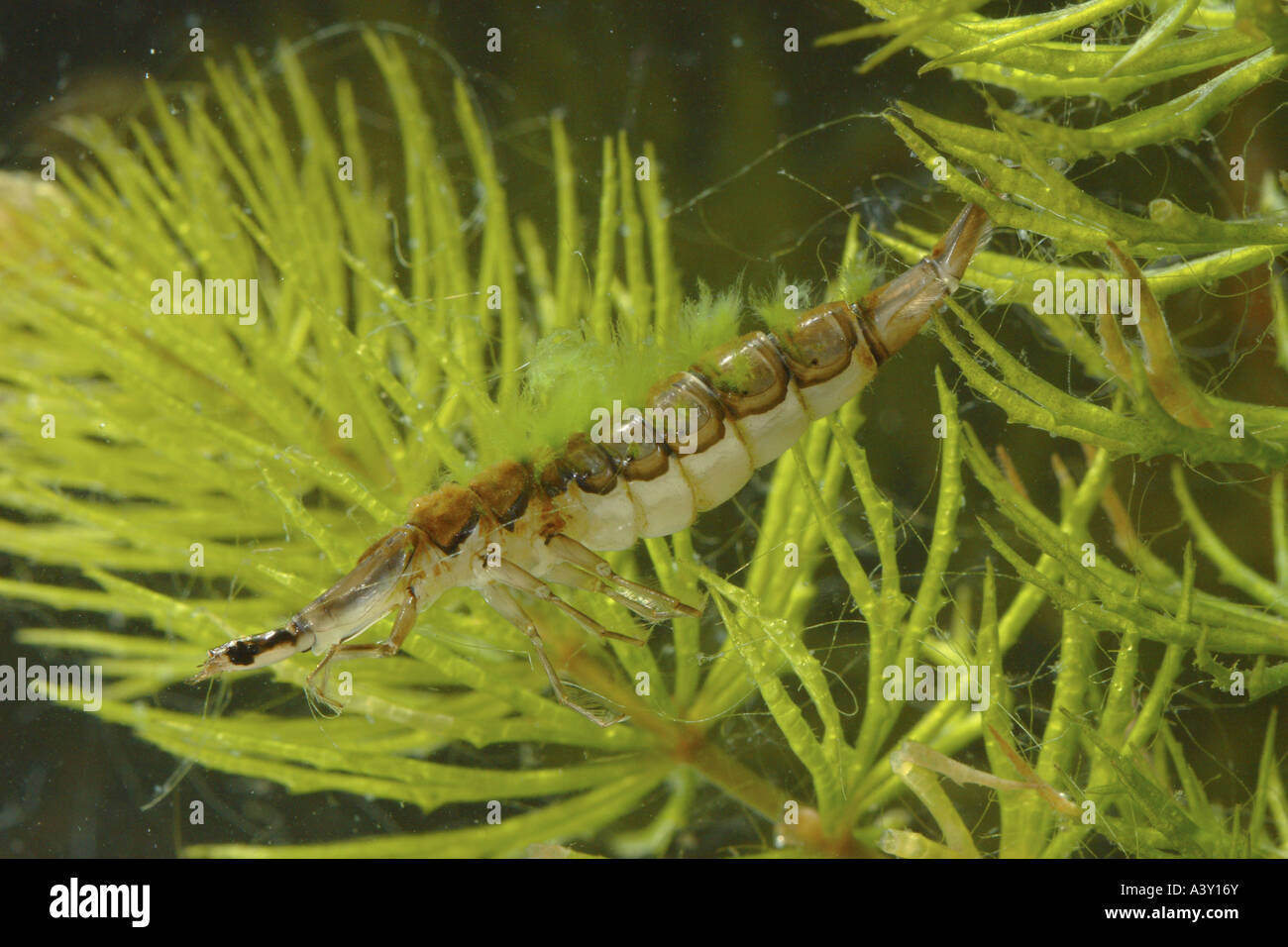 Teich-Käfer, gemeinsame Teich Käfer (Acilius Sulcatus), Larven mit Algen auf seinen Rücken, Deutschland, Bayern, Oberbayern Stockfoto