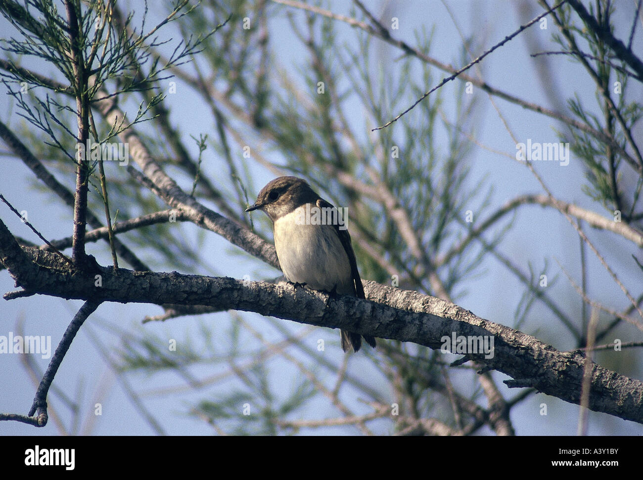 Zoologie / Tiere, Vogelgrippe / Vögel, Europäische Pied Flycatcher, (Ficedula Hypoleuca), weiblicher Vogel auf Ast, Vertrieb: E Stockfoto