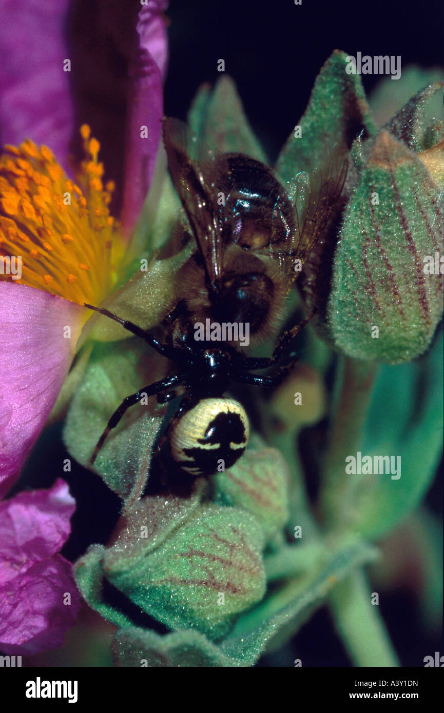 Zoologie / Tiere, Arachnid, Spinne, Krabbenspinne (Synema Globosum), mit Beute (Bee) Anlage, Essen, Vertrieb: Südeuropa Stockfoto