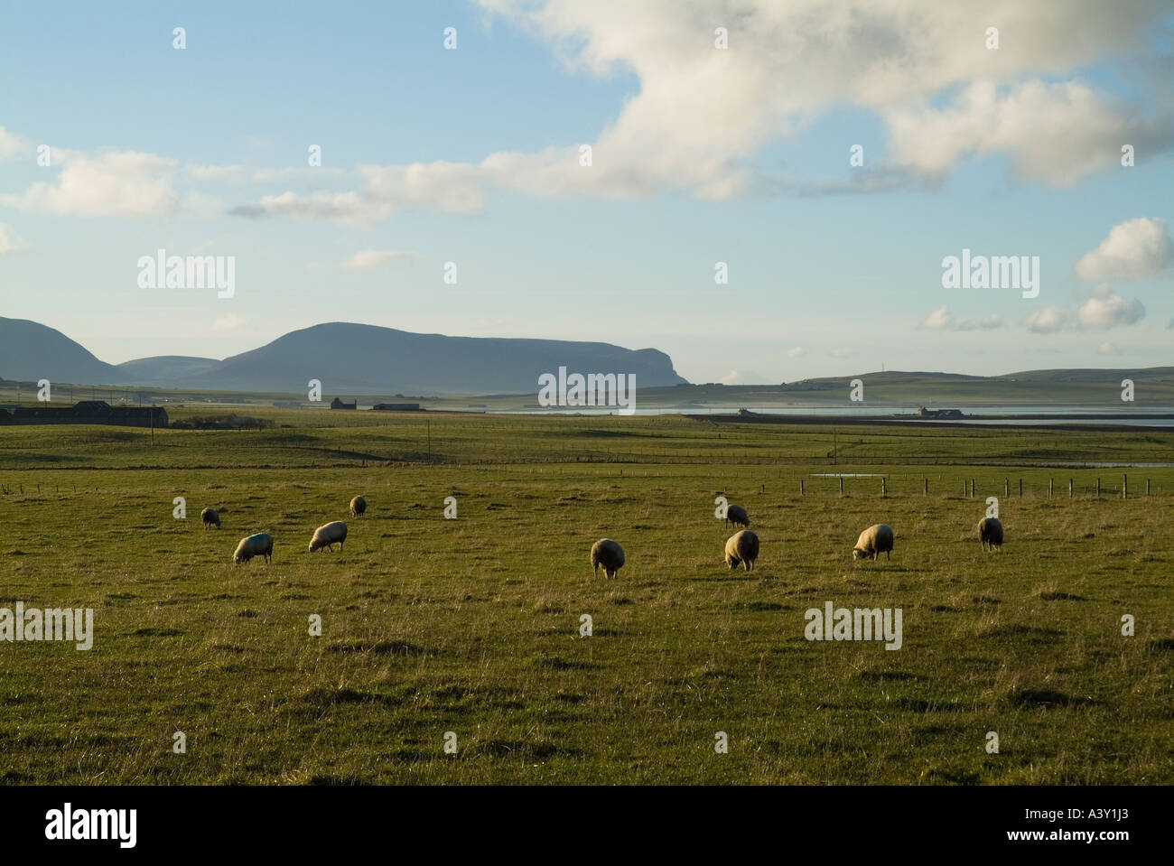 Dh Schafe Schafe aus dem Vereinigten Königreich Beweidung in Feld Stenness Orkney Stockfoto