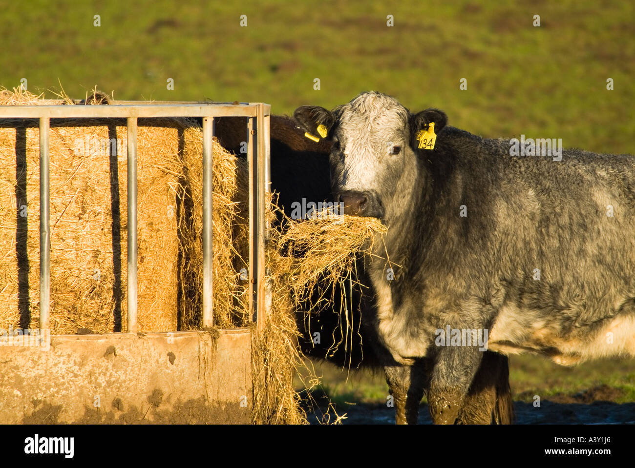 Dh Rindfleisch kühe rinder UK Kuh essen Winter feed im Feld aus Essen Container Feeder Futter gefüttert uk Stockfoto