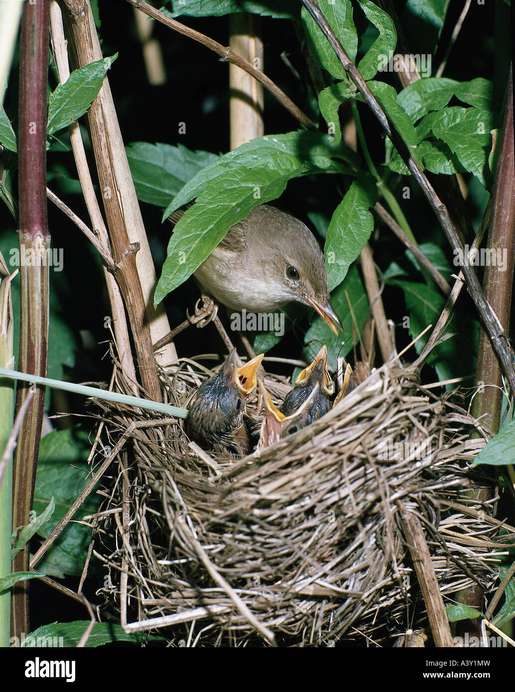 Zoologie / Tiere, Vogelgrippe / Vögel, Reed Warbler (Acrocephalus Scirpaceus), Fütterung Küken im Nest des Vogels, Vertrieb: Europa t Stockfoto